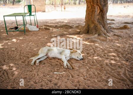 Afrika, Burkina Faso, Region Pô, Tiebele. Ein Hund liegt auf dem Sand unter einem Baum. Stockfoto