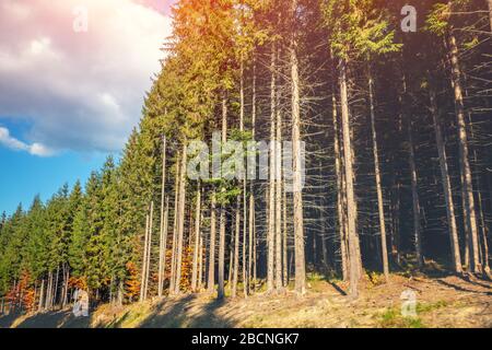 Fichten-Tannen-Wälder auf einem Hügel an einem sonnigen Tag. Der Blick aus dem Fenster eines fahrenden Autos Stockfoto