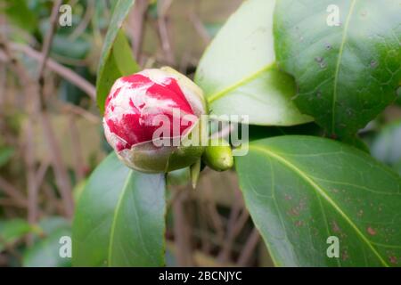 Öffnung der Knospe der roten Camellia japonica mit weißen Streifen Stockfoto