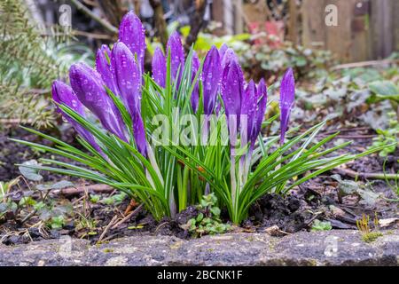 Gruppe von Lila Krokus, bedeckt mit Wassertropfen in einem städtischen Garten Stockfoto