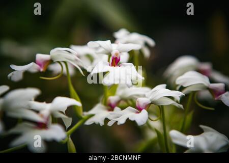 Schöne weiße Moth Orchideen wachsen im botanischen Garten.exotische Phalaenipsis oder philippinischer Boden Orchid wachsen im grünen Park Stockfoto