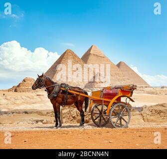 Pferd auf dem Hintergrund der Pyramiden in Gizeh Stockfoto