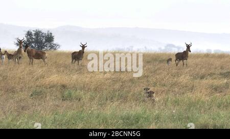 hartebeest wird nervös, als ein Geparden sie in serengeti anschnalgt Stockfoto