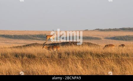 impala auf einem Hügel steht Wache bei masai mara in kenia Stockfoto