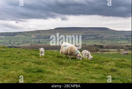 Lämmer und dunkler Himmel über Penhill in den Yorkshire Dales Stockfoto