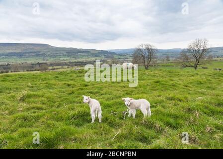 Lambs und Penhill in den Yorkshire Dales Stockfoto