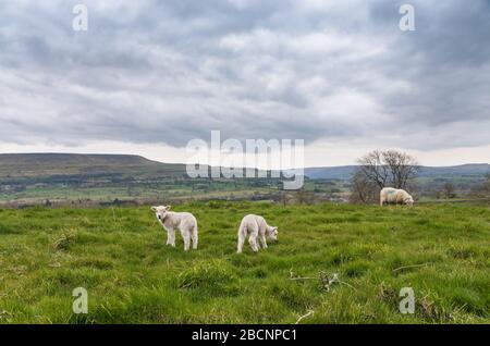 Lambs und Penhill in den Yorkshire Dales Stockfoto