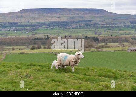 Lambs und Penhill in den Yorkshire Dales Stockfoto