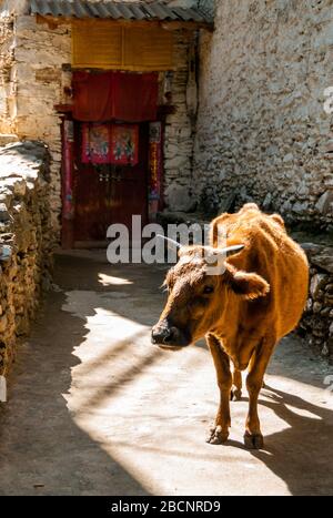 Eine Kuh steht vor der Tür, die mit einem Gebäude in Suopo ein tibetisches Dorf in Kunming, Provinz Sichuan, China Stockfoto