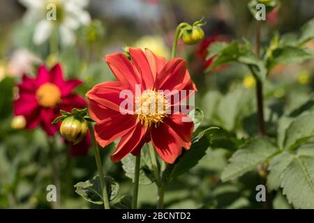 Rote Sonnenblume im Garten in der Frühlingszeit Stockfoto