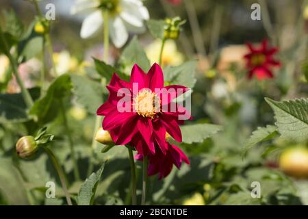 Sonnenblume und Bumble Bee auf natürlichem Hintergrund Stockfoto