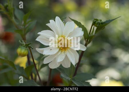 Weiße Sonnenblume im Garten im Frühling Jahreszeiten Stockfoto