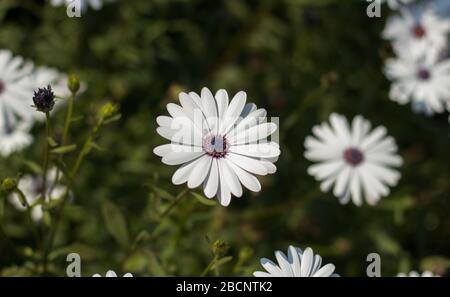 Schöne osteospermum fruticosum Blume im Garten Frühlingssaison Stockfoto