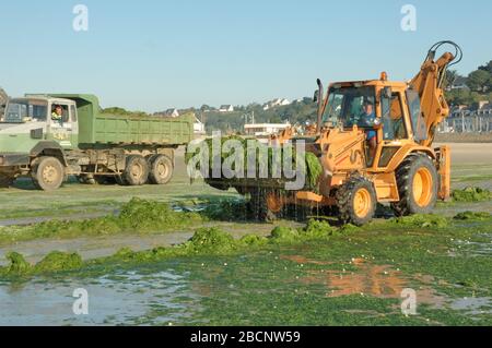 Algues vertes Strand dringt in Grün mit Algen Stockfoto