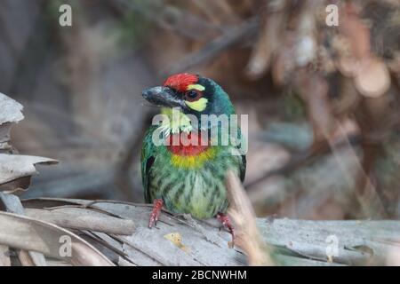 Ein Vogel der Familie Megalaimidae, der auf einem Ast sitzt, ist der kleinste Vogel, hat einen grünen Körper, einen gelben Hals, eine rote Brust und Stirn und eine gelbe Eiche Stockfoto