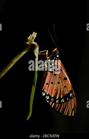 Tawny Coster - Acraea terpsicore, schöner farbener großer Pinselfuß-Schmetterling aus ostasiatischen Wäldern und Sträuchern, Malaysia. Stockfoto