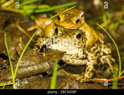 Common Toad Bufo bufo während der Brutzeit, Derbyshire UK Stockfoto