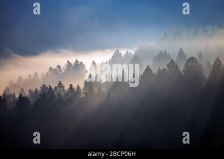 Der Cansignio Nadelwald. Sonnenlicht bei Sonnenaufgang, Lichtstrahlen auf Bäumen durch den Nebel. Eindrucksvolle Berglandschaft. Prealpi Venete, Italien. Stockfoto