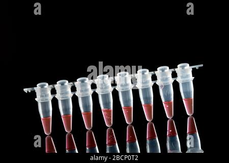 PCR-Mikroröhrchen zur Identifizierung von Coronavirus auf Schwarz Stockfoto