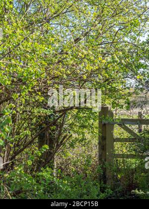 Überwuchert Tor in Weißdornhedgerow im Frühling Sonnenschein. Stockfoto