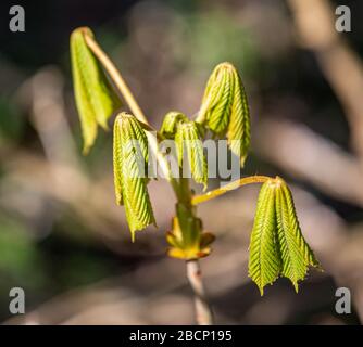 Ein Pferd Chestnut Sapfling öffnet seine Blätter Stockfoto