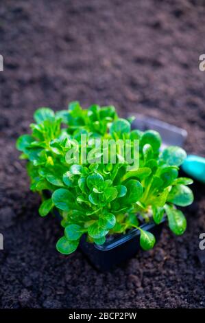 Frühling im biologischen Gemüsegarten, junger Maissalat oder Feldsalatsprossen bereit für die Anpflanzung im Freien in Bodennähe Stockfoto