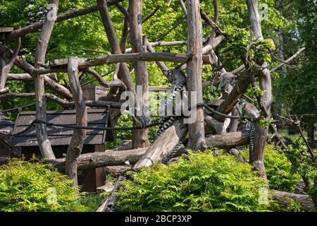 Gruppe der Ringschweinlemuren (Lemur catta) im Zoologischen Garten Warschau in Warschau, Polen Stockfoto