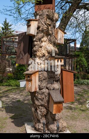 Baum mit Nistkästen für Vögel im Warschauer Zoo, Polen Stockfoto