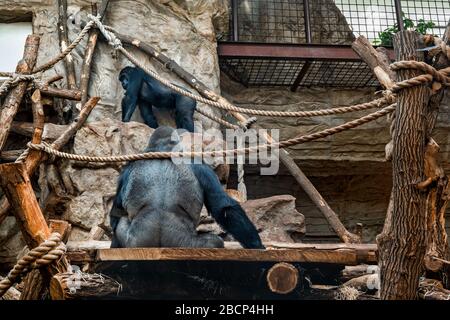 Westlicher Flachlandgorilla (Gorilla gorilla gorilla) erwachsener männlicher Silberrücken sitzt zurück zur Kamera im Zoologischen Garten des Warschauer Zoos in Warschau, Polen Stockfoto