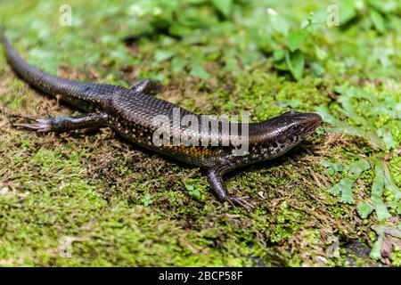 Ein balinesischer oder sonniger Skink, Eutropis multifasciata balinensis Stockfoto