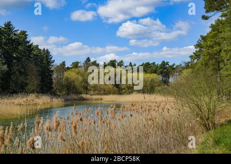 Lietzen, Deutschland. April 2020. Frühling im Lietzener Mühlental. Zum Naturschutzgebiet Lietzener Mühlental gehört ein Teil des Tals der Platkower Mühlenfließ. Sie schützt einen eiszeitlichen Schmelzwasserkanal, der in die Grundmoränenplatte und die umliegenden Talhänge eingegraben wurde. Die im Mühlenfließ gefundene Unterwasservegetation ist nach der Europäischen Flora-Fauna-Habitat-Richtlinie (FFH) geschützt. Credit: Patrick Pleul / dpa-Zentralbild / ZB / dpa / Alamy Live News Stockfoto