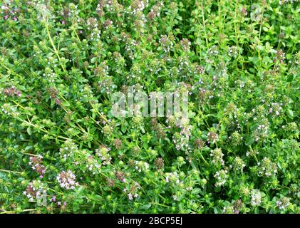 Salvia sclarea, clary oder clary Salbei Pflanzen wachsen auf dem Feld. Das Aufblühen von Salvia sclarea oder clary Salbei. Stockfoto