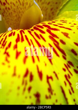 Frische blütenrote Flecken auf leuchtend gelben Kronblättern, lebendige Farbe und zerbrechlicher Blütenkelch von Canna indica, tropischer Pflanze Stockfoto