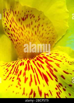 Frische blütenrote Flecken auf leuchtend gelben Kronblättern, lebendige Farbe und zerbrechlicher Blütenkelch von Canna indica, tropischer Pflanze Stockfoto