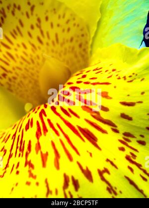 Frische blütenrote Flecken auf leuchtend gelben Kronblättern, lebendige Farbe und zerbrechlicher Blütenkelch von Canna indica, tropischer Pflanze Stockfoto