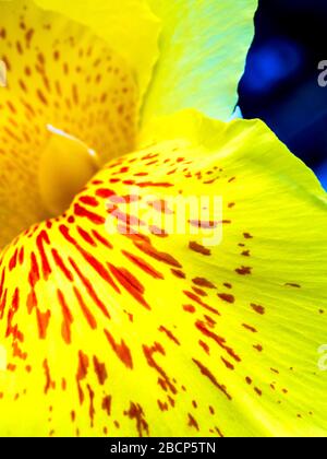 Frische blütenrote Flecken auf leuchtend gelben Kronblättern, lebendige Farbe und zerbrechlicher Blütenkelch von Canna indica, tropischer Pflanze Stockfoto