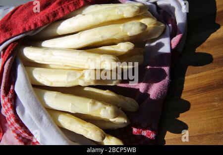 Nahaufnahme der weißen Spargelspeere, die in ein nasses Küchenhandtuch eingewickelt sind, um frisch zu halten Stockfoto