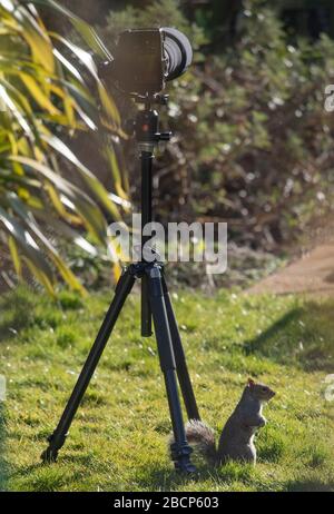 London, Großbritannien. April 2020. Grauhörnchen sieht in einem Vorstadtgarten anders neben Kamera und Stativ aus. Kredit: Malcolm Park/Alamy Live News. Stockfoto