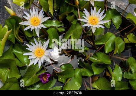 Indischer lotus oder heiliges lotus (Nelumbo nucifera) in einem Wasserteich Stockfoto