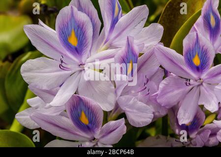 Blumen von Eichhornia crassipes, bekannt als gewöhnliche Wasserhyazinthe Stockfoto