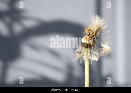 Löwenzahn fetter Kopf ohne Samen mit nur einem Samen im grauen Feldhintergrund Stockfoto