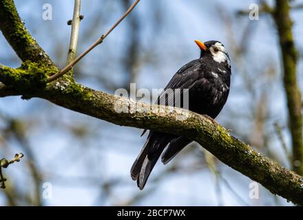 Preston, Lancashire, Großbritannien. April 2020. Ein Schwarzvogel mit attraktiven weißen Federn macht ihn in einem Garten, Preston, Lancashire, von der Menge abheben. Der männliche Schwarzvogel hat Leukismus, einen genetischen Zustand, der einen teilweisen Verlust der Pigmentierung zur Folge hat. Kredit: John Eveson/Alamy Live News Stockfoto