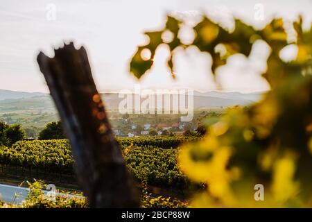 Schöner Sonnenuntergang über Weinbergen mit Blättern im Vordergrund, Sonnenaufgangslandschaft Stockfoto