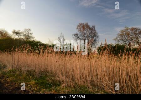 Common Reed (Phragmites australis) am Windle Brook Eccleston St Helens Merseyside England Stockfoto