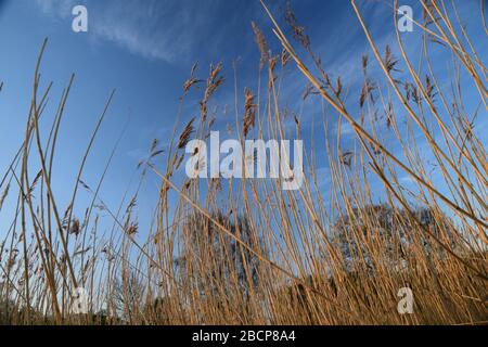 Common Reed (Phragmites australis) am Windle Brook Eccleston St Helens Merseyside England Stockfoto