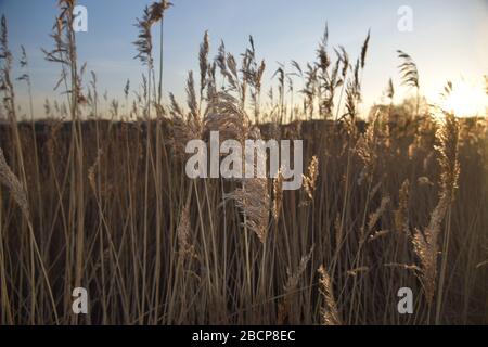 Common Reed (Phragmites australis) am Windle Brook Eccleston St Helens Merseyside England Stockfoto