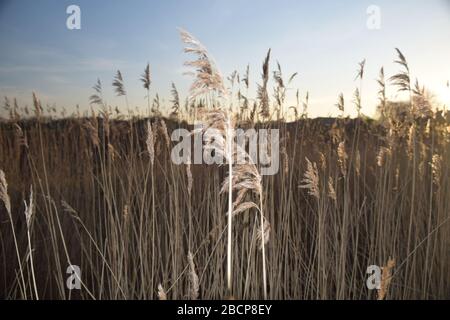 Common Reed (Phragmites australis) am Windle Brook Eccleston St Helens Merseyside England Stockfoto