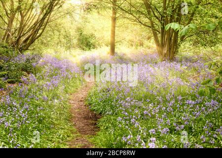 Mit Bluebell bedeckter Waldweg mit Sonnenaufgang. Magische Naturlandschaft in Norfolk UK Stockfoto