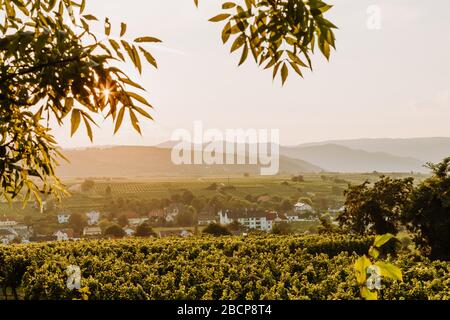 Schöner Sonnenuntergang über Weinbergen mit Blättern im Vordergrund, Sonnenaufgangslandschaft Stockfoto