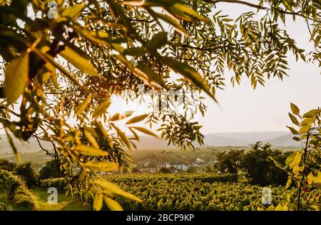 Schöner Sonnenuntergang über Weinbergen mit Blättern im Vordergrund, Sonnenaufgangslandschaft Stockfoto
